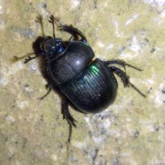 Phelotrupes auratus