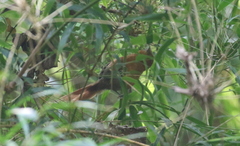 Synallaxis fuscorufa