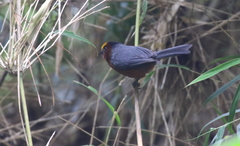 Catamblyrhynchus diadema