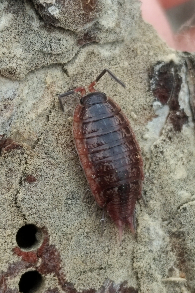 Porcellionides glaber