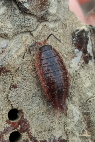 Porcellionides glaber