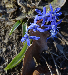 Scilla vindobonensis
