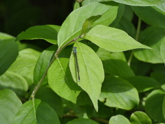 Enallagma geminatum