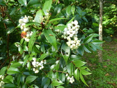 Syzygium zeylanicum