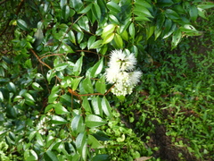 Syzygium zeylanicum
