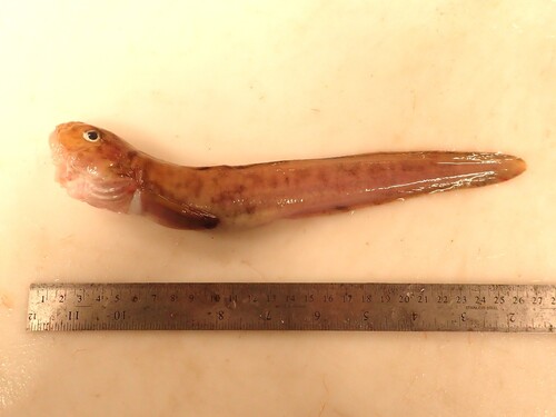 Canadian eelpout (Lycodes polaris) — Zoarcidae — 3