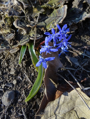 Scilla vindobonensis