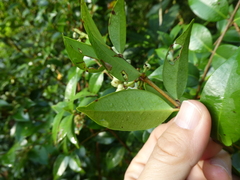 Syzygium zeylanicum
