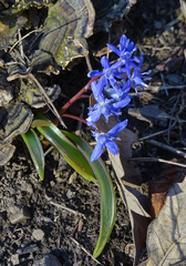 Scilla vindobonensis