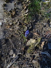 Scilla vindobonensis