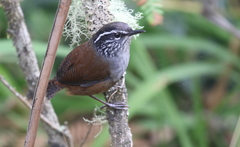 Hermit Wood-Wren photo 1