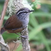 Hermit Wood-Wren - Photo (c) Michael Woodruff, some rights reserved (CC BY-NC), uploaded by Michael Woodruff