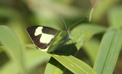 Leptophobia eleone