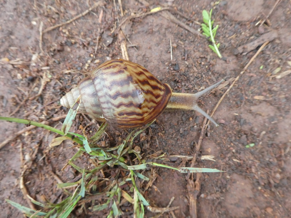 Achatina schinziana