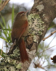 Cranioleuca hellmayri