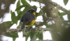 Anisognathus melanogenys