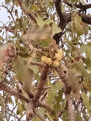 Shea Tree