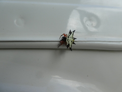 Gasteracantha sanguinolenta