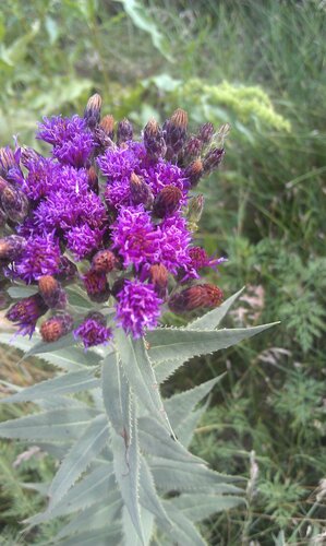 Prairie Ironweed (Vernonia fasciculata)