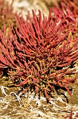 Salicornia rubra
