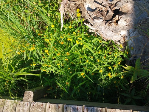 Nodding Beggarticks (Bidens cernua)