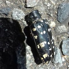 Anoplophora chinensis