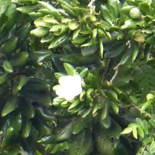 Wild breadfruit (Magnolia dodecapetala)