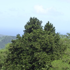 Magnolia dodecapetala