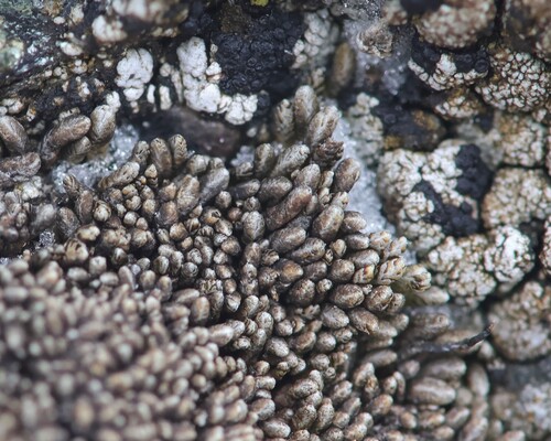 Gymnomitrion corallioides observed 2026-02-17
