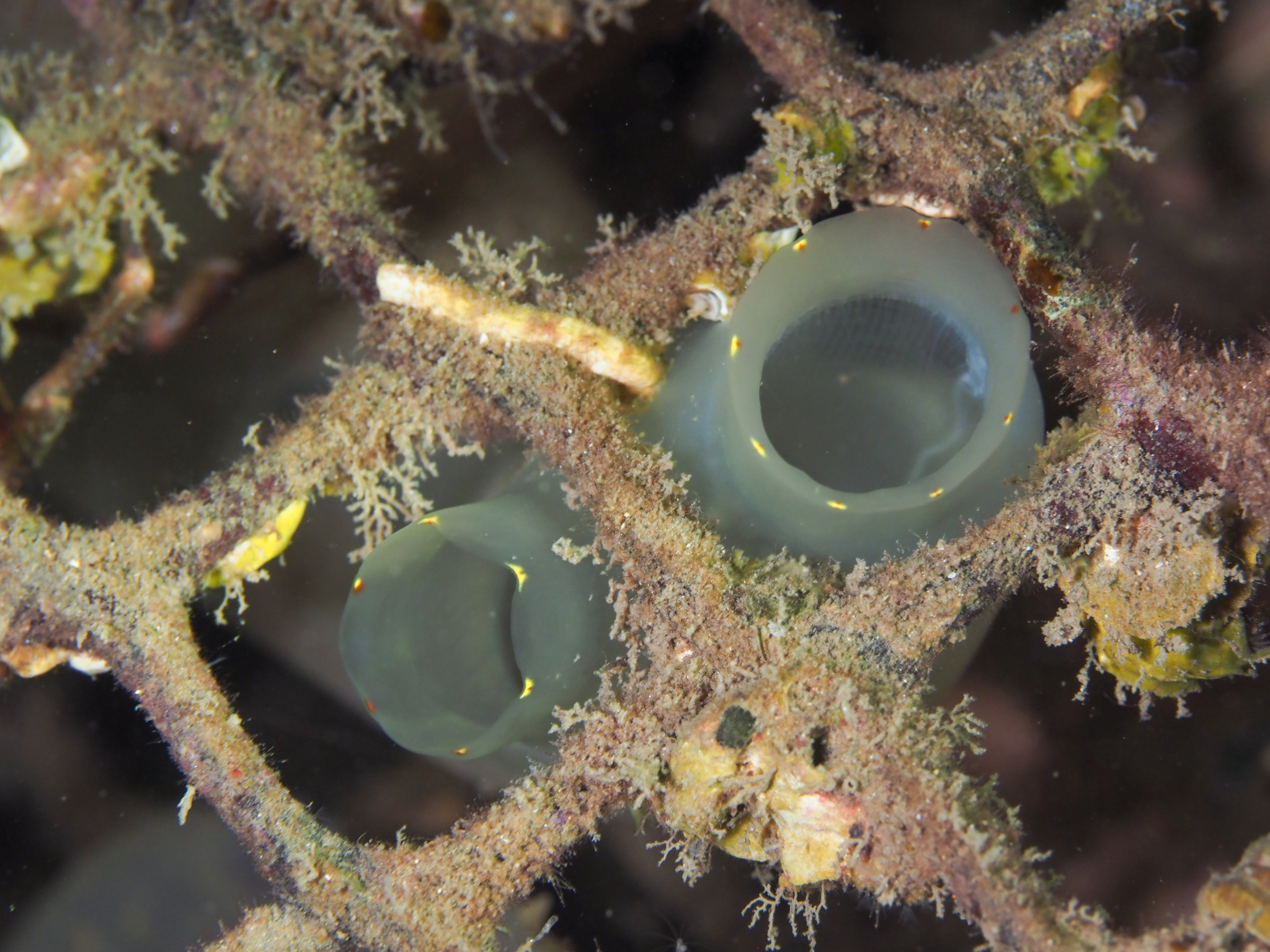 Ciona intestinalis (Linnaeus, 1767)