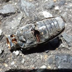 Anoplophora chinensis