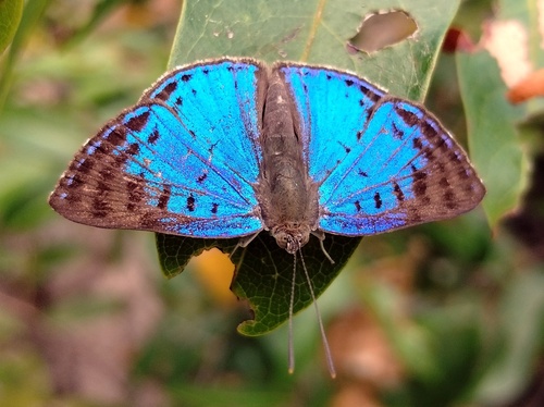 Periplacis nitida