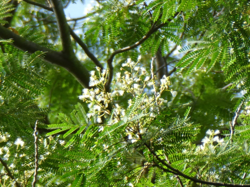 Falcataria falcata