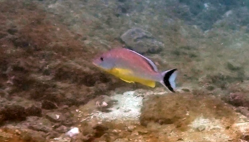 Lunartail snapper (Lutjanus lunulatus) — Lutjanidae