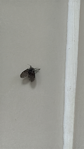 Unknown species found near Trinity Pl, San Antonio, TX, US