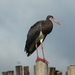 Abdim's Stork - Photo (c) datadan, some rights reserved (CC BY), uploaded by datadan