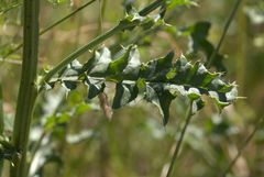 Cirsium arvense