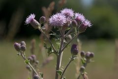 Cirsium arvense