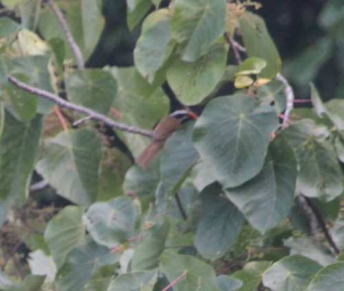 Black-crowned Scimitar Babbler (Pomatorhinus ferruginosus)