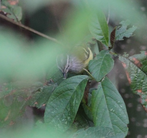 Ashy-throated Warbler (Phylloscopus maculipennis), photo 8