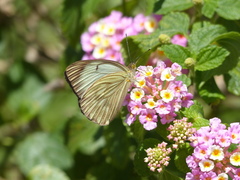 Ascia monuste orseis