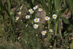Matricaria chamomilla