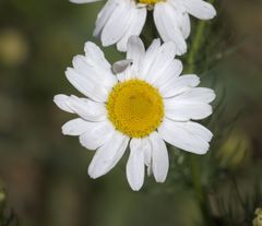 Matricaria chamomilla