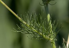 Matricaria chamomilla