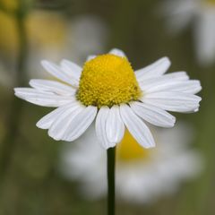 Matricaria chamomilla