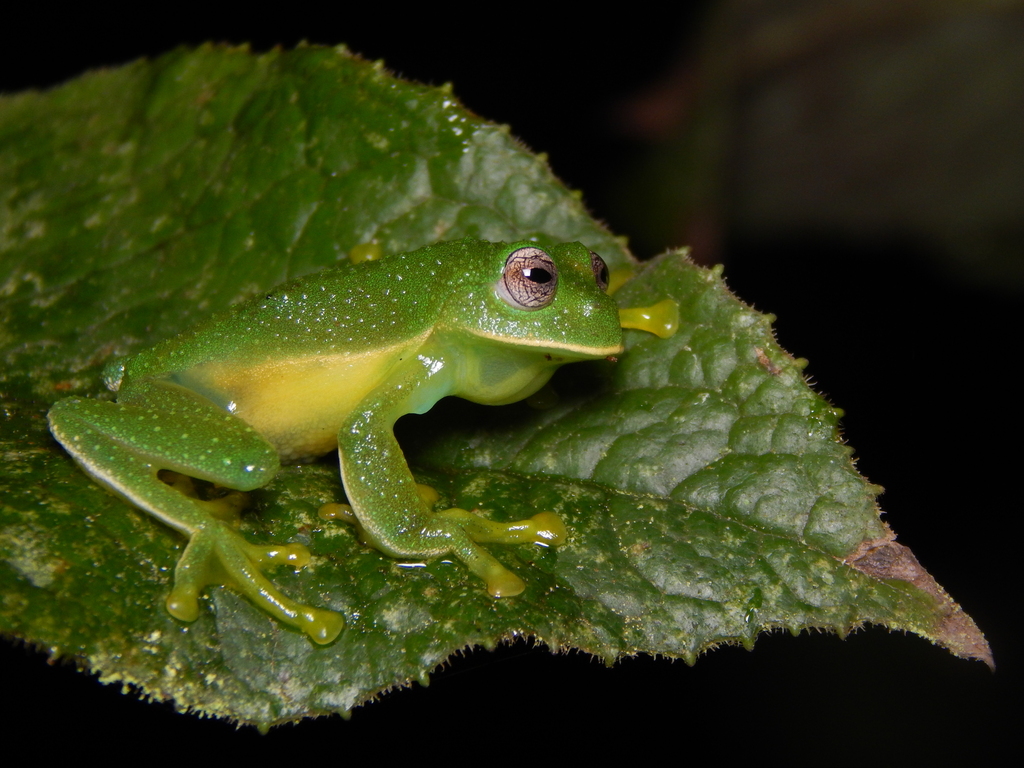 Centrolene venezuelense