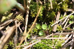 Dolomedes striatus