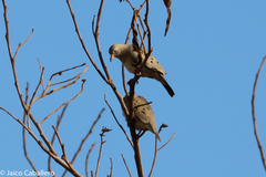 Columbina cruziana