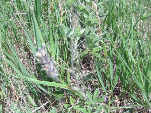 breadroot scurf pea (Pediomelum esculentum)