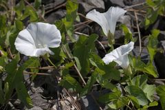 Calystegia sepium
